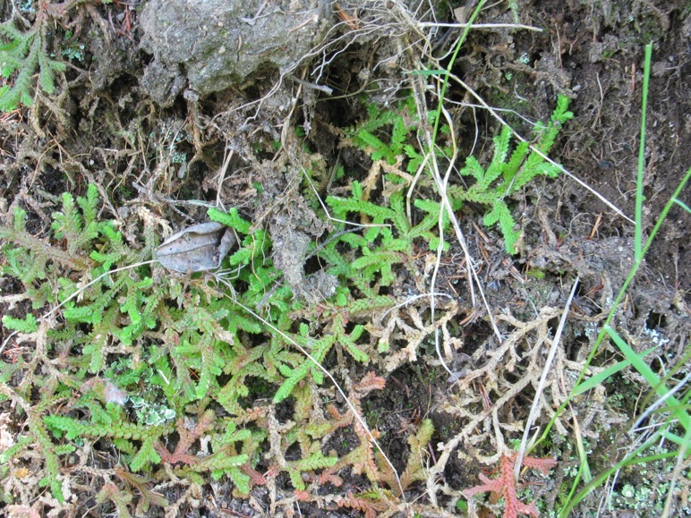 Selaginella denticulata / Selaginella denticolata